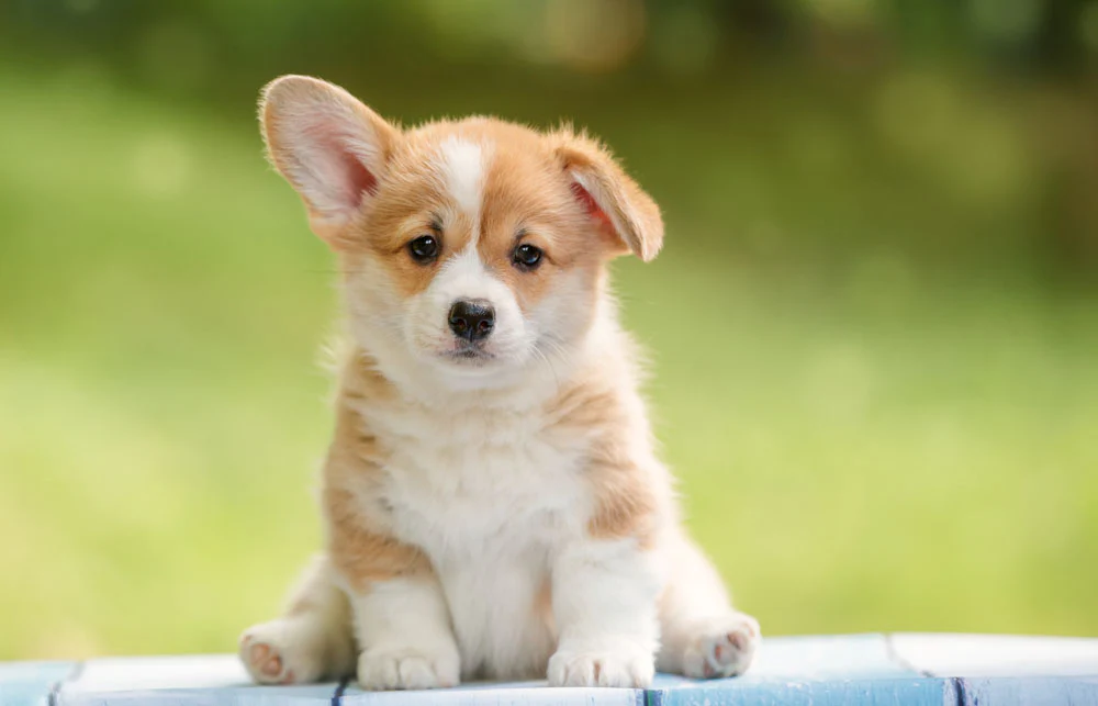 puppy